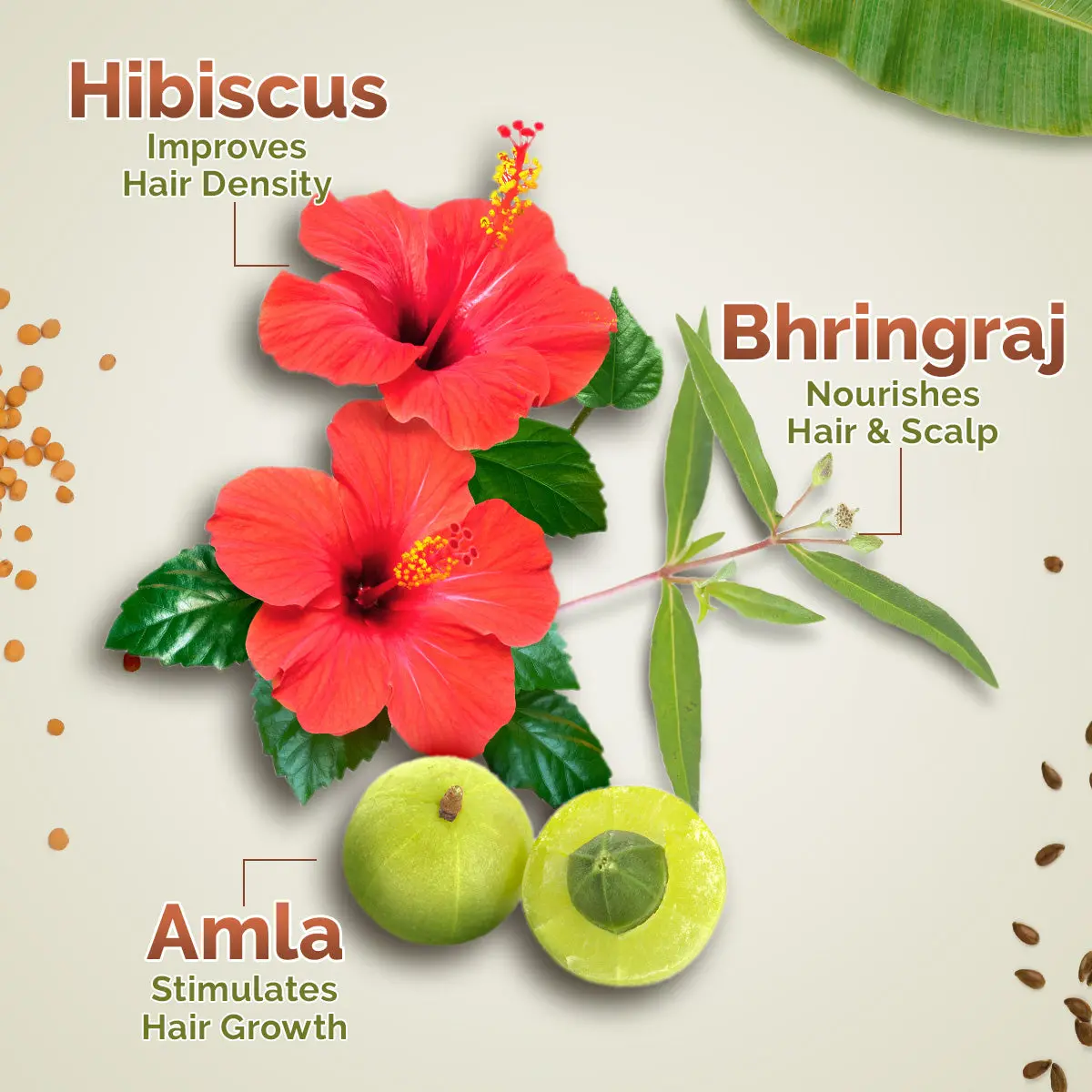 Kerala Thaali Hair Oil - Image 5